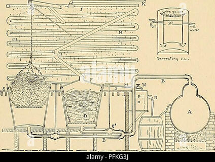 . Dell'enciclopedia di American orticoltura comprendente suggerimenti per la coltivazione di piante orticole, descrizioni delle specie di frutta e ortaggi, fiori e piante ornamentali vendute negli Stati Uniti e in Canada, insieme geografico e biografie. Il giardinaggio. peziolo at- 1350. Foglia di Menispermum Canadense (XK). Sono peltate vicino al margine,"e ascellare o super-axil- lary pannocchie o cymes di piccole dicecious fls.: fr. una com- premuto berry-come DRUPA, contenente una spianatura di crescent- sagomate o pietra ricurva (donde il nome Moonseed): stami 9-24, con 4-locule Foto Stock