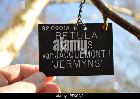 Betula utilis var jacquemontii Jermyns Foto Stock