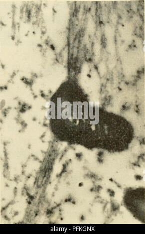 Questo lavoro sulla citologia si concentra sullo studio microscopico della divisione cellulare durante la meiosi nelle cellule madri polline dei gigli, comprese micrografie elettroniche che illustrano la formazione di fibre cromosomiche durante il processo meiotico. Foto Stock