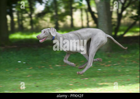 Cani Weimaraner la carica attraverso il prato vicino ad un gruppo di alberi, vista laterale Foto Stock