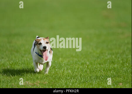 Piccolo, mixed-razza cane a camminare su un prato con la sua linguetta sporgente, vista frontale Foto Stock