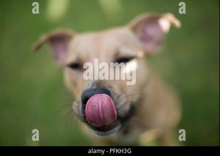 Cane leccare il suo naso, un segno di ansia o stress, close-up, vista frontale Foto Stock