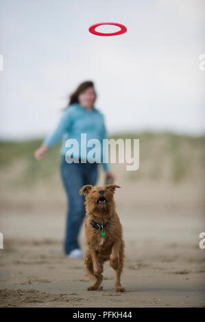 Border Terrier in piedi sulle zampe posteriori e cercando fino ad anello in plastica, donna in piedi in background, vista frontale Foto Stock