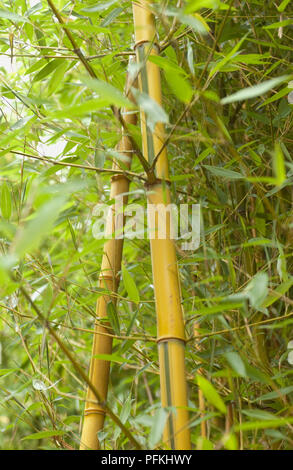 Phyllostachys aureosulcata 'Spectabilis' (Spectabilis bambù), close-up di due steli circondato da foglie Foto Stock