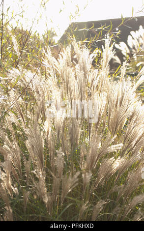 Miscanthus sinensis 'Yakushima Dwarf" (giapponese di erba di argento), che mostra infiorescenza bianco, close-up Foto Stock