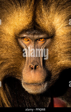 Ritratto di babbuino Gelada in Simien Mountains National Park, Etiopia, Africa Foto Stock