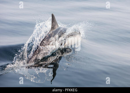 Un agile Short-Beaked delfino comune, Delphinus delphis, nuotate nell'Oceano Atlantico al largo di Capo Cod, Massachusetts. Foto Stock
