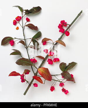 Euonymus europaeus (mandrino comune), piccole foglie verdi e frutta rossa su branchlet Foto Stock