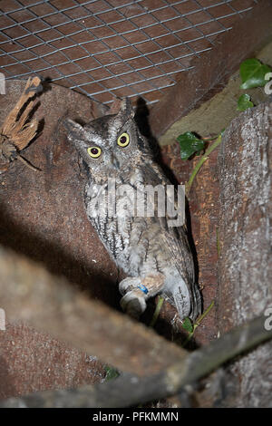 Western civetta (Otus kennicottii) in cattività Foto Stock