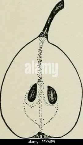 . Dell'enciclopedia di hardy frutti. Frutta; frutti-coltura. BEURRE DE JONGHE MARCA YWINE 81 molto buona di migliori; core grandi, chiuso con nucleo di afferraggio-linee ; calice-tubo ' breve, ampia, conica; sementi ampia, lungo, paffuto, acuta. BEURRE DE JONGHE. Un primo requi- sito in qualsiasi pera di qualità migliore è che non ci deve essere nessun retrogusto sgradevole nella carne. I frutti di quasi nessuna delle pere invernali di soddisfare questo requisito, ma quelli di questa varietà sono del tutto esente da questo potere astringente e sono inoltre, dolce, ricca e deliziosa. Le pere maturano in gennaio e può essere mantenuta per un mese o sei settimane a Foto Stock