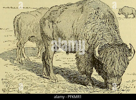 . Dell'enciclopedia degli animali della fattoria. Animali domestici; di prodotti di origine animale. BISON BISON 287 Figg. 324-326. Piastre i bisonti e CATTALO. e VII. Il genere Bison delle specie bovina famiglia include i bisonti americani, comunemente chiamato "buffalo", e la Comunità europea uro (Bison bonasus), insieme con alcune specie estinte. Bisonti vengono distin- guished da bovini domestici principalmente dalla loro grande dimensione, massiccia fore-quarti e shaggy aspetto. La testa è ampia e porta a breve, forte di corna che la curva verso l'alto e verso l'interno dalla ","",.,u,"i (K ,",."""", i lati della fronte. La pesante, a bassa portato h Foto Stock