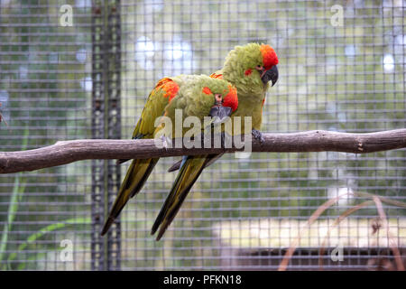 Una coppia di rosso fiammante macaws (Ara rubrogenys) su un ramo Foto Stock