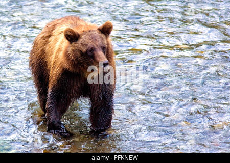 Grizzly o un orso bruno - Pesci Creek, Alaska, STATI UNITI D'AMERICA Foto Stock