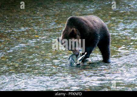 Grizzly o un orso bruno - Pesci Creek, Alaska, STATI UNITI D'AMERICA Foto Stock