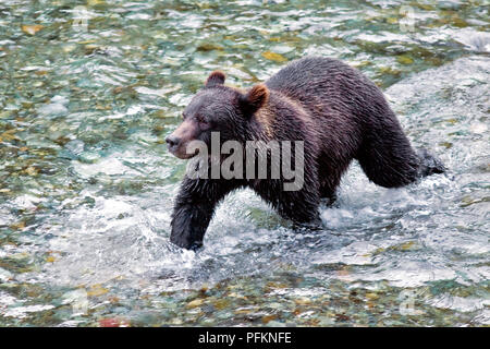 Grizzly o un orso bruno - Pesci Creek, Alaska, STATI UNITI D'AMERICA Foto Stock