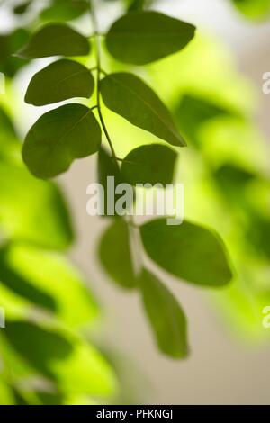 Foglie sul ramo di un albero, il fuoco selettivo Foto Stock