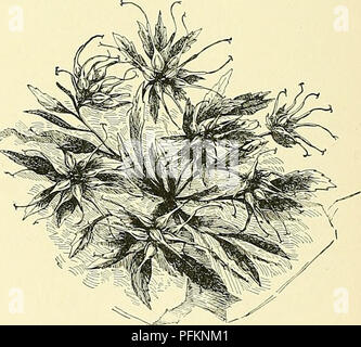 Questa cyclopedia fornisce un ampio riferimento per la coltivazione e l'identificazione delle piante orticole negli Stati Uniti e in Canada, comprese specie come Physocarpus e i loro usi nel giardinaggio e nelle piantagioni ornamentali. Foto Stock