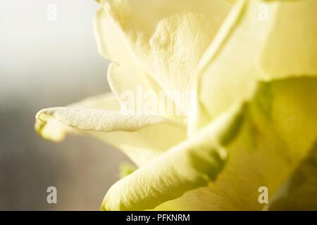 Petali di un pallido rosa gialla, close-up Foto Stock