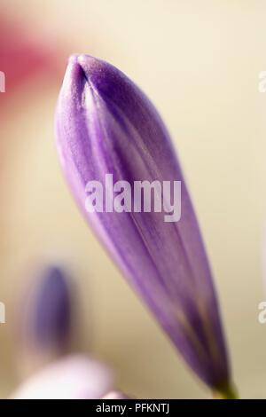 Agapanthus sp. (African giglio), chiuso, fiore viola, close-up Foto Stock