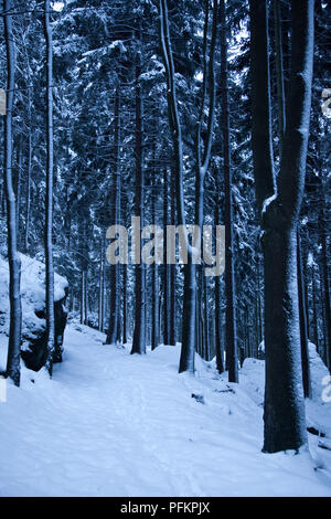 Una coperta di neve il percorso in una foresta scura, Cechia, Europa Foto Stock