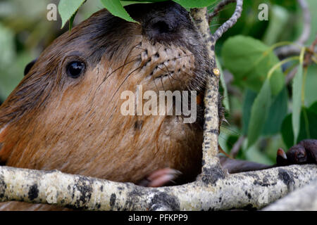 Un vicino l immagine di un wild beaver's "Castor canadenis' faccia come egli sta per tagliare un ramo di albero a mangiare Foto Stock