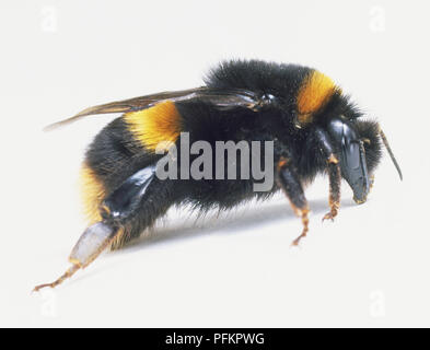 Bumble Bee (Bombus), vicino, vista laterale Foto Stock