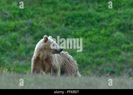 Una luce colorata capretti orso grizzly (Ursus arctos); in piedi guardando indietro sopra la sua spalla in rural Alberta Canada Foto Stock