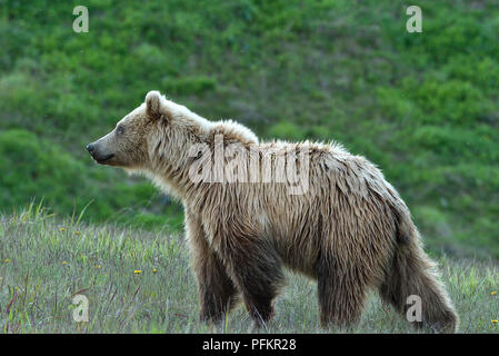 Una luce colorata capretti orso grizzly (Ursus arctos); in piedi che guarda in avanti nelle zone rurali di Alberta in Canada Foto Stock