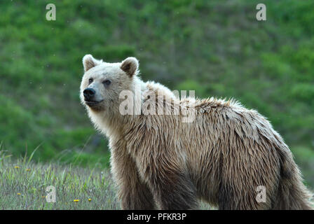 Una luce colorata capretti orso grizzly (Ursus arctos); in piedi che guarda in avanti nelle zone rurali di Alberta in Canada Foto Stock