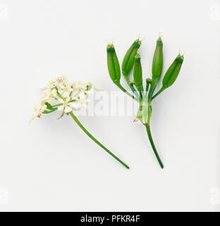 Fiori di colore bianco e verde sementi testa da Anthriscus sylvestris (vacca prezzemolo) Foto Stock