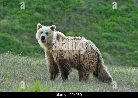 Una luce colorata capretti orso grizzly (Ursus arctos); in piedi che guarda in avanti nelle zone rurali di Alberta in Canada Foto Stock