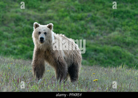 Una luce colorata capretti orso grizzly (Ursus arctos); in piedi che guarda in avanti nelle zone rurali di Alberta in Canada Foto Stock