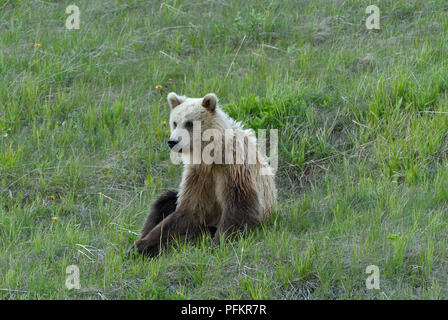 Una luce colorata capretti orso grizzly (Ursus arctos); seduta guardando avanti nelle zone rurali di Alberta in Canada Foto Stock