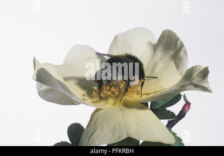 Bumble Bee (Bombus) appollaiato su bianco flowerhead, close up Foto Stock