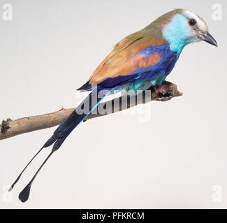 Racket-tailed rullo (Coracias spatulatus) appollaiate sul ramo Foto Stock