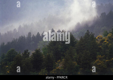 L'Italia, Toscana orientale, Casentino, antica foresta coperta dalla nebbia, Vista panoramica Foto Stock