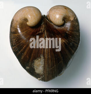 Ox-cuore clam (Glossus humanus), close-up Foto Stock