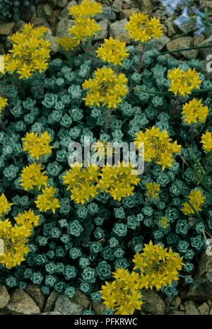 Sedum spathulifolium "Cape Blanco' (Stonecrop), foglie e fiori di colore giallo nel giardino di roccia, vista da sopra Foto Stock