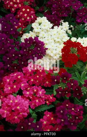 Bianco, rosa, viola e rosso dei fiori da Verbena x hybrida 'sandy serie" Foto Stock