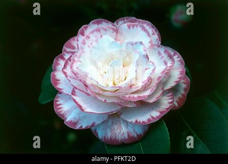 Fiore da Camellia japonica 'Margaret Davis Picotee' (japanese camellia) Foto Stock