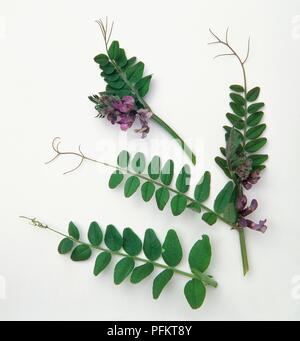 Vicia sepium (Bush vetch), con steli pinnate foglie e fiori viola Foto Stock