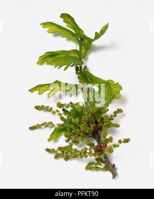 Quercus rubra (nord di quercia rossa), verde primavera amenti e lascia sulla branchlet sottile Foto Stock
