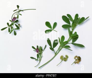 Erba medica (Medicago sativa) con foglie verdi e fiori viola, semi, e pods Foto Stock