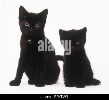 Due gattini nero (felis catus) seduta Foto Stock