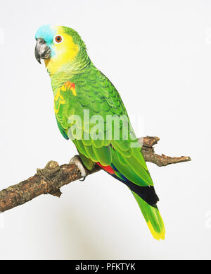 Blu-fronteggiata parrot (Amazon aestiva) appollaiato su un ramo, vista posteriore Foto Stock