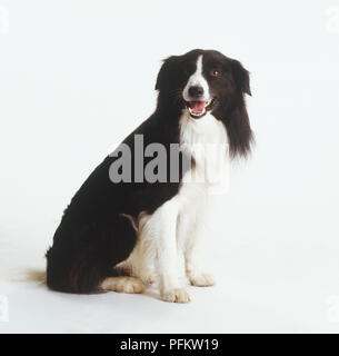 Border Collie cane, seduto rivolto in avanti Foto Stock