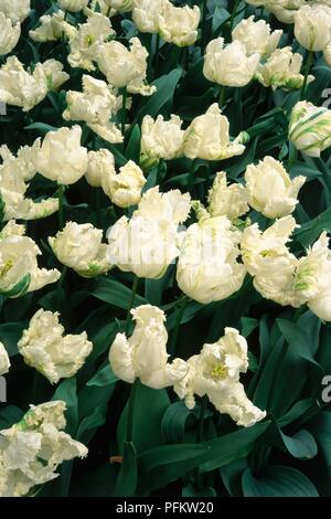Fiori bianchi da Tulipa 'pappagallo bianco' (Tulip) Foto Stock