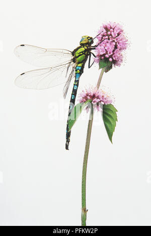 L'imperatore libellula (Anax imperator) sul fiore viola testa, vista laterale Foto Stock