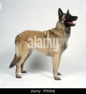 Malinois belga cane, in piedi, vista laterale Foto Stock