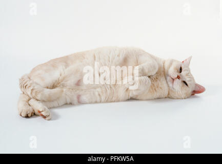 Punta rossa shorthaired Britannico gatto sdraiato sul suo lato, mostrando underparts bianchi e coda di ribaltamento. Foto Stock